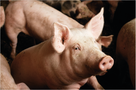 rubber mats for pigs