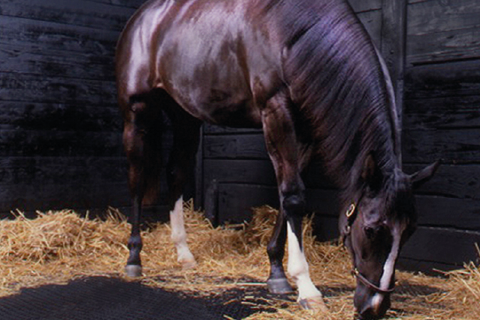 horse in stall with soft stall mats